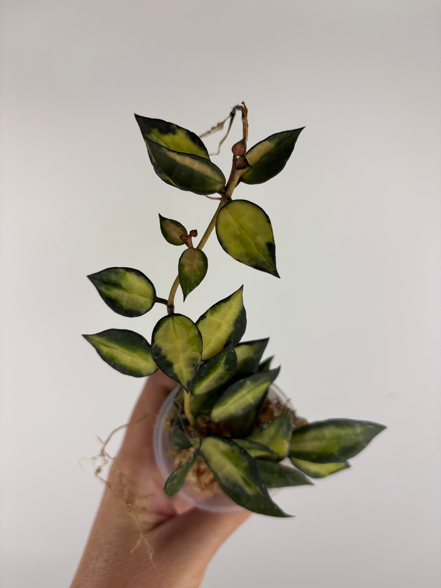 Hoya lacunosa illumi 5