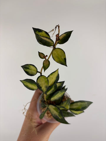 Hoya lacunosa illumi 5