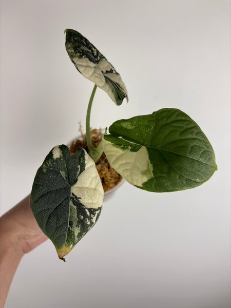 Alocasia Melo albo (Thailand) C