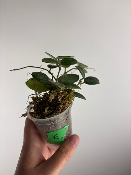 Hoya Mathilde splash E
