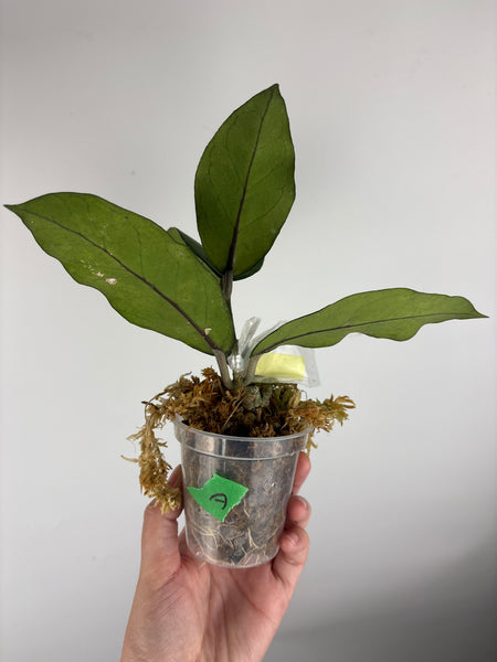 Hoya sp aceh shogun A