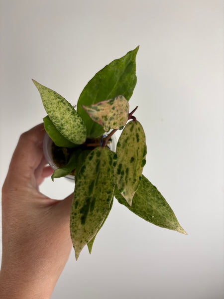 Hoya crocodile