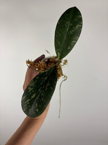 Hoya vitellinoides sp bengkulu 2