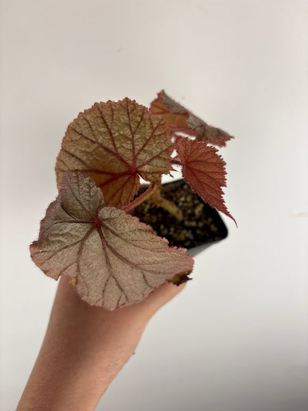 Begonia U093