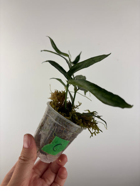 hoya pandurata silver C
