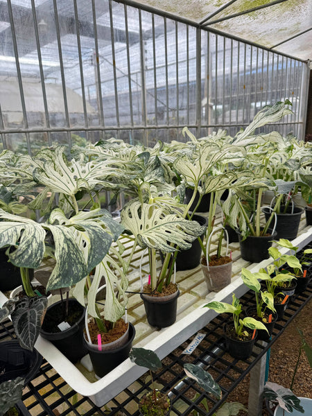 Monstera devil monster large unacclimated (Thailand)