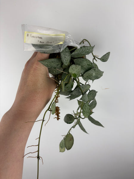hoya lacunosa moonshine E
