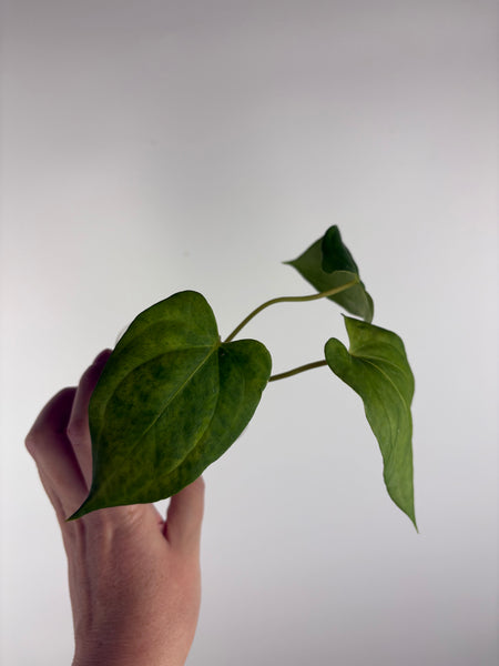 Anthurium Corduroy x dark pheonix C