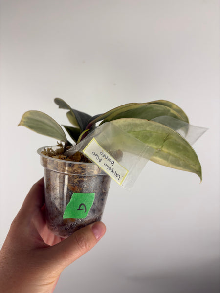 hoya latifolia albomarginata A