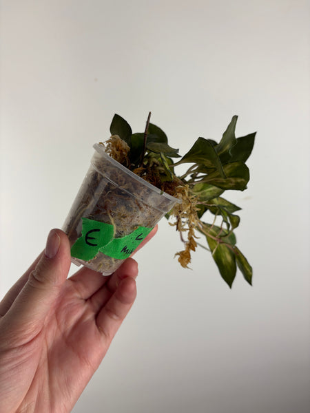 hoya lacunosa minara E