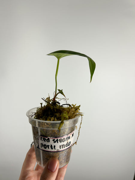 Anthurium papillilaminum Red stem x portillae indo