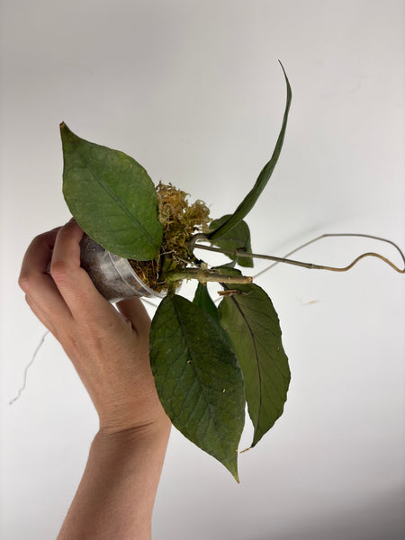Hoya aceh dragons egg B