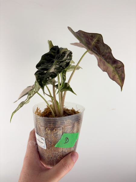 Alocasia amazonica polly variegated D