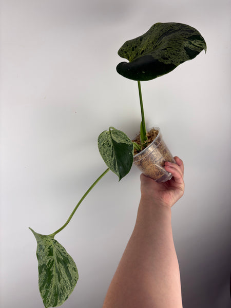 Monstera vietciosa (Thailand) B2