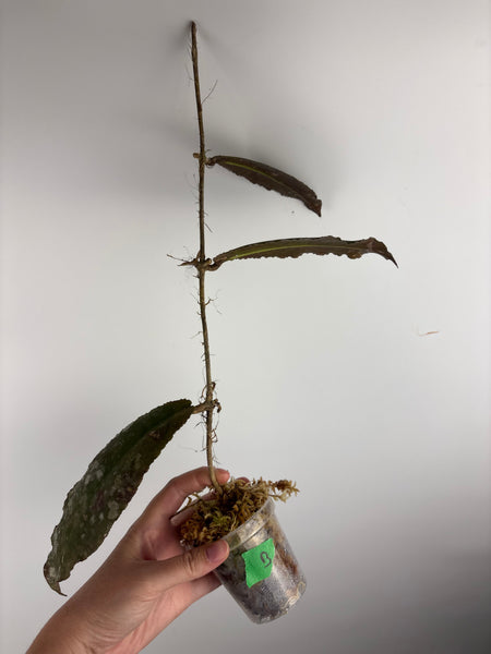 hoya undulata army