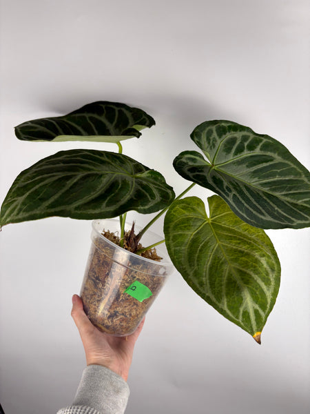 Anthurium Silver blush x (hu x red crystal) - large plant