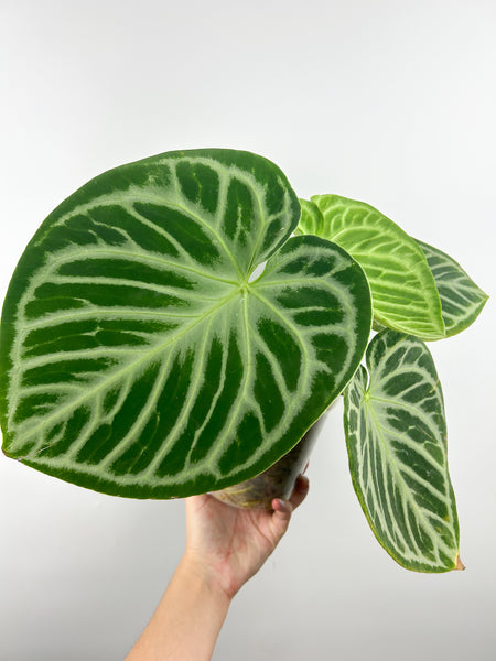 Anthurium dorayki silver large plant