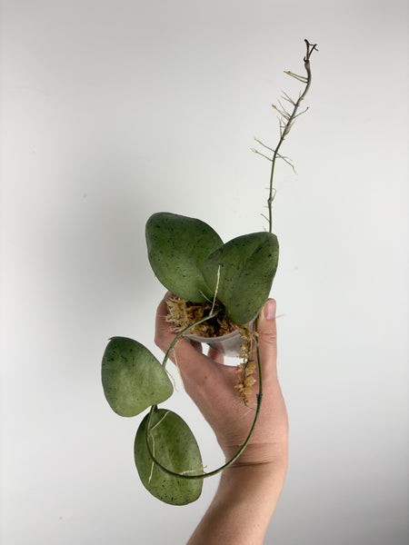 hoya menak sopal silver E