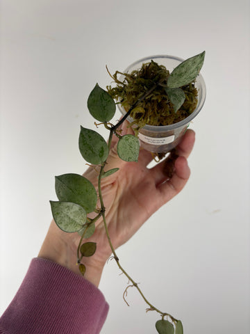 Hoya lacunosa sulcata 8A