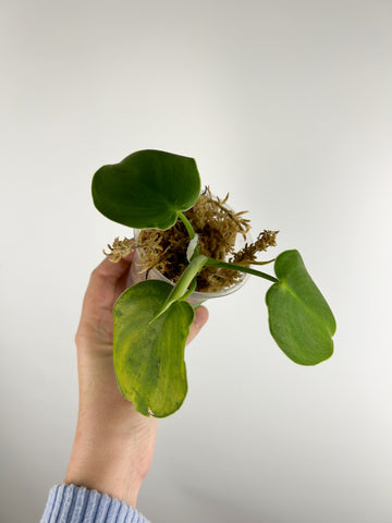 Philodendron rugosum B