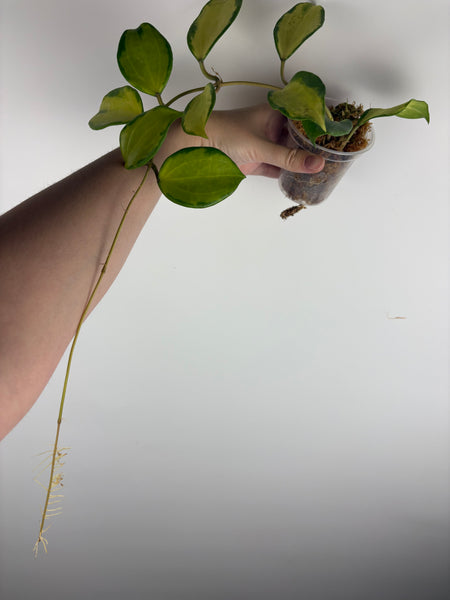 Hoya merrillii variegated larger plant