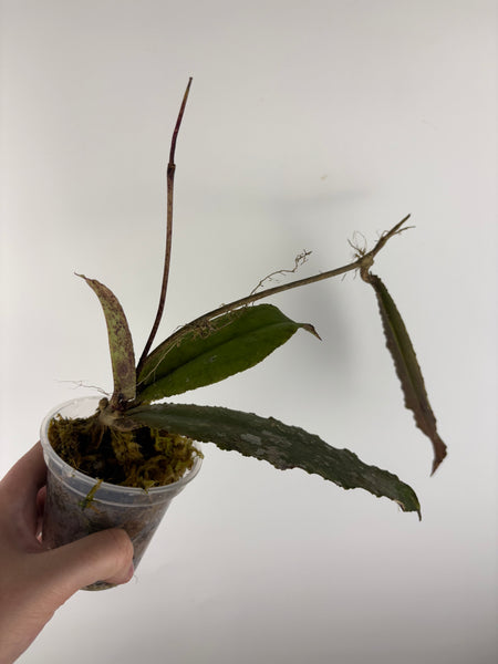 Hoya Undulata red B