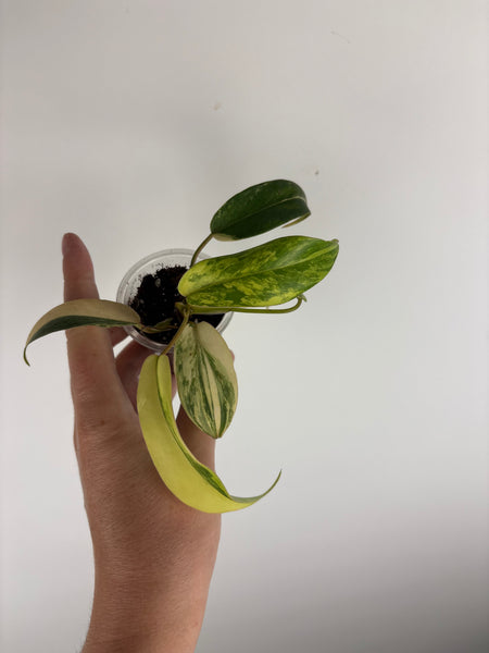 philodendron kitina variegated
