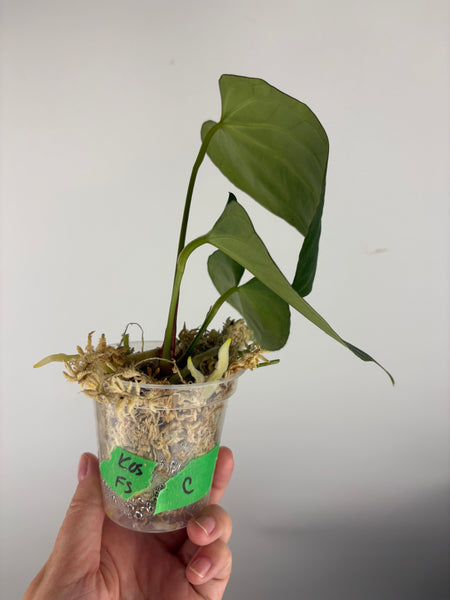Anthurium king of spades x Fort Sherman C