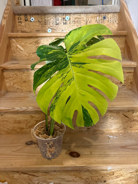 Monstera Pompom - large plant