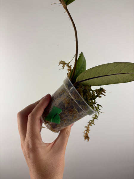 Hoya Meredithii Sp Aceh 1