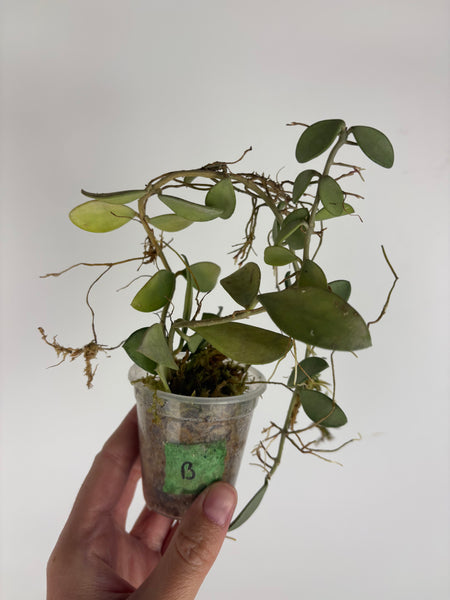 hoya nummularioides silver B