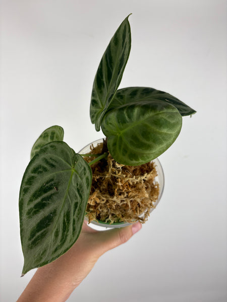 Anthurium Silver Chrome 6