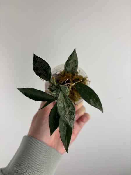 hoya lacunosa middle silver A