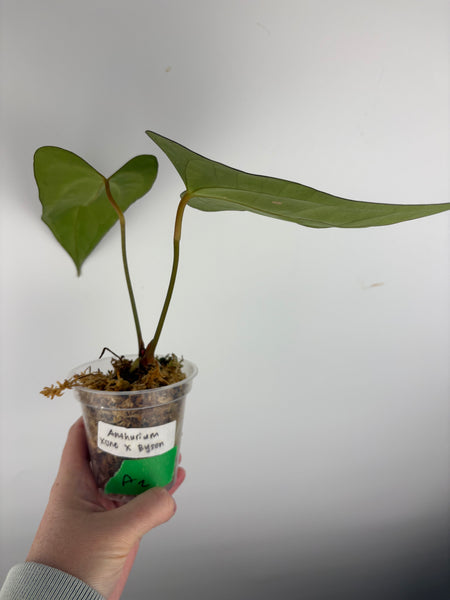 Anthurium xone x byson A2
