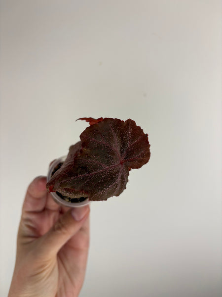 Begonia Robin B