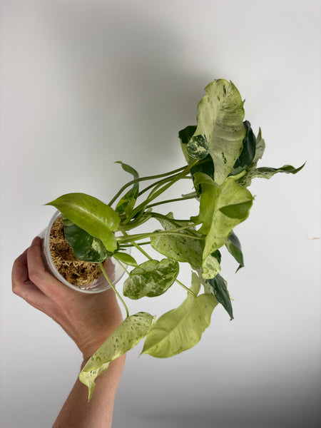 Philodendron burle marx snow white