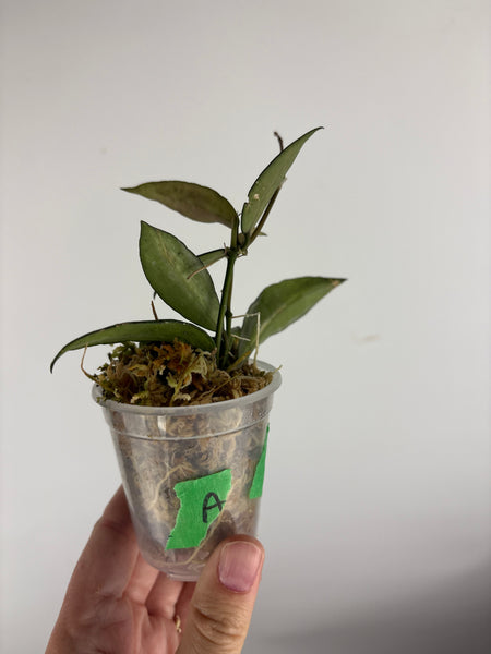 hoya lacunosa peridot A
