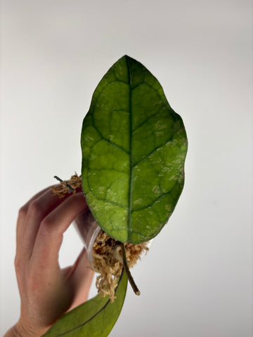Hoya Clemensiorum Borneo splash 1