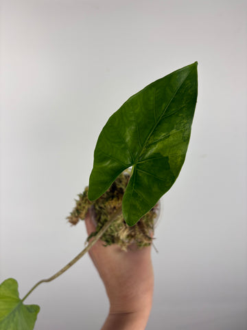Alocasia flemingiana variegated 1
