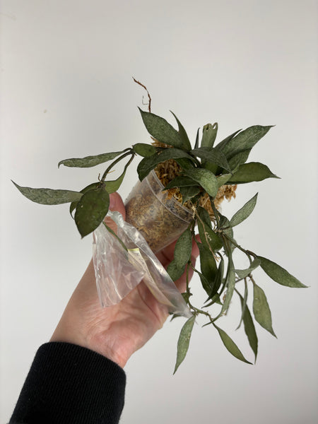 hoya lacunosa white pearl b