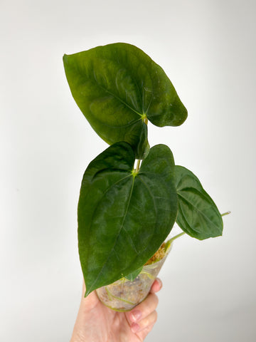 Anthurium Papillilaminum x Red dark phoenix (Thailand)