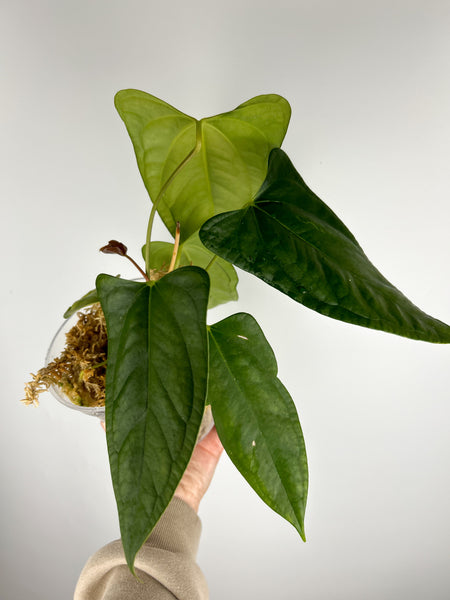 Anthurium subsignatum x papillilaminum B