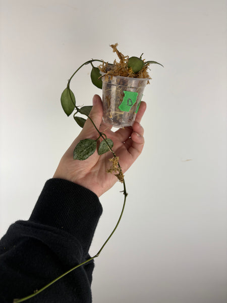 hoya lacunosa moonshine B