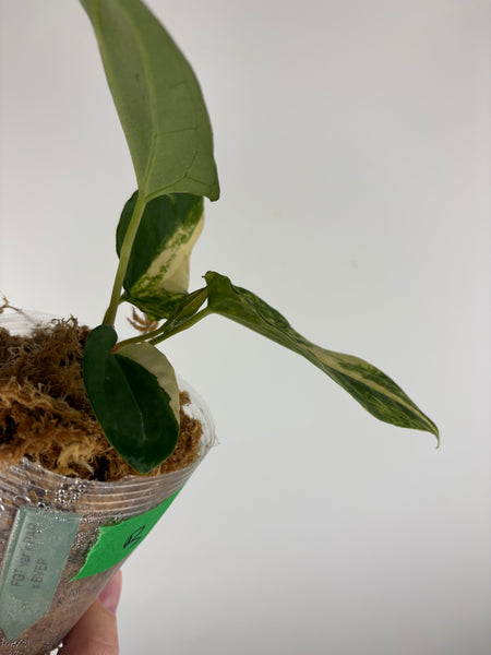 Anthurium forgetii x pap x bvep B (Thailand)