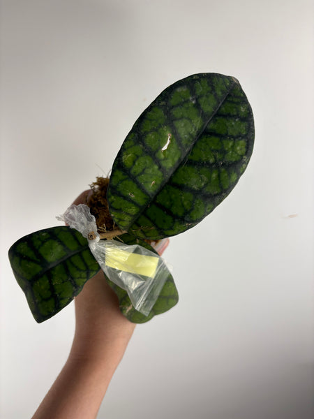 hoya callistophylla obsidian A