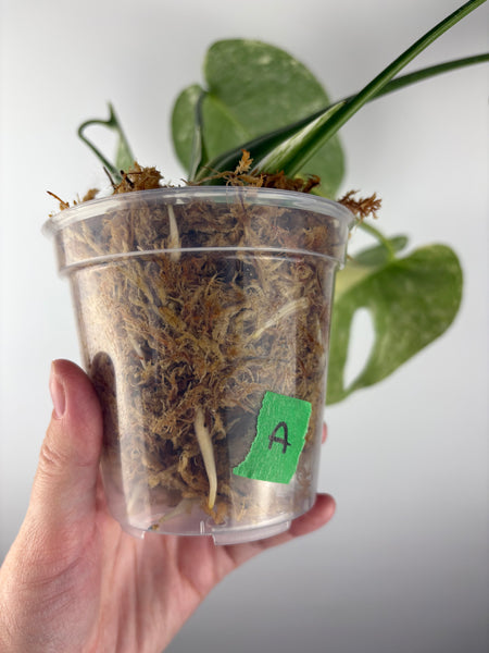 Monstera deliciosa green snow A