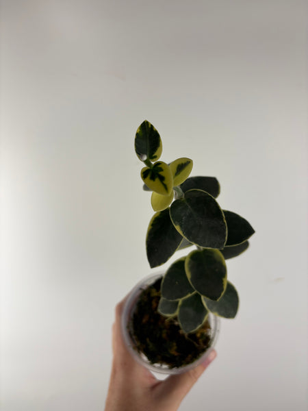 Hoya cumingiana 'Albo 4
