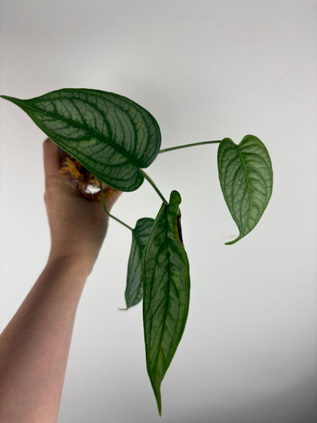 monstera siltepecana el salvador b