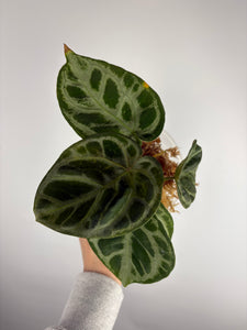 Anthurium Silver blush mutation J