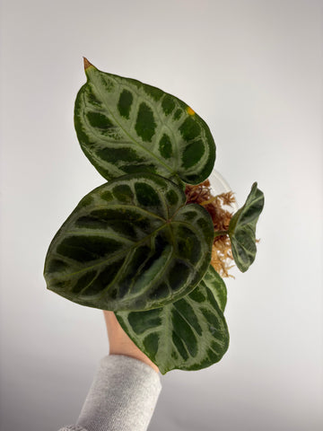 Anthurium Silver blush mutation J